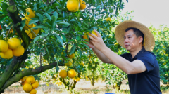 长城皮卡无忧服务走进江西瑞金，助力脐橙丰收